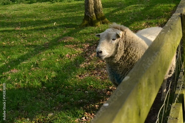 Obraz sheep