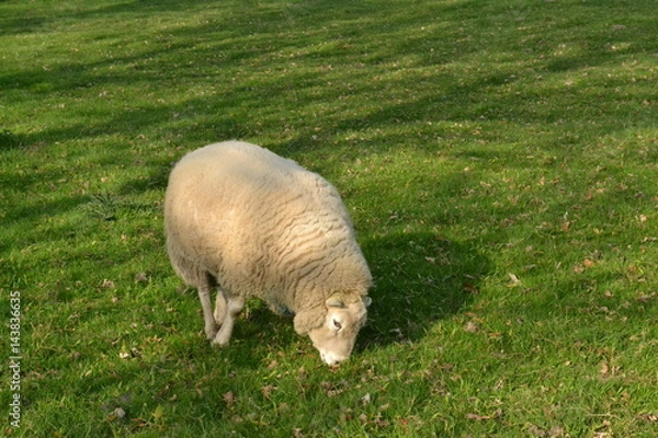 Obraz sheep 