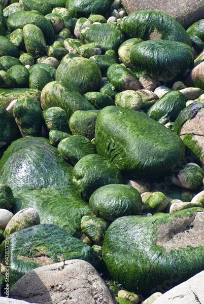 Obraz Steinige Algen