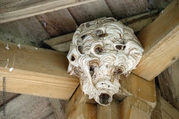 Fototapeta 
A large, complex wasp nest attached to a wooden structure inside. The nest shows several wasps bustling around its openings.
