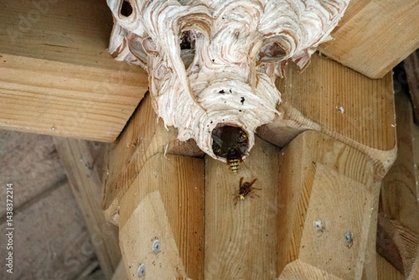 Fototapeta 
A large, complex wasp nest attached to a wooden structure inside. The nest shows several wasps bustling around its openings.