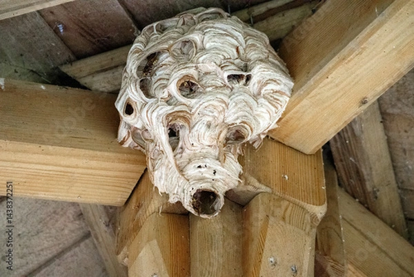 Fototapeta 
A large, complex wasp nest attached to a wooden structure inside. The nest shows several wasps bustling around its openings.