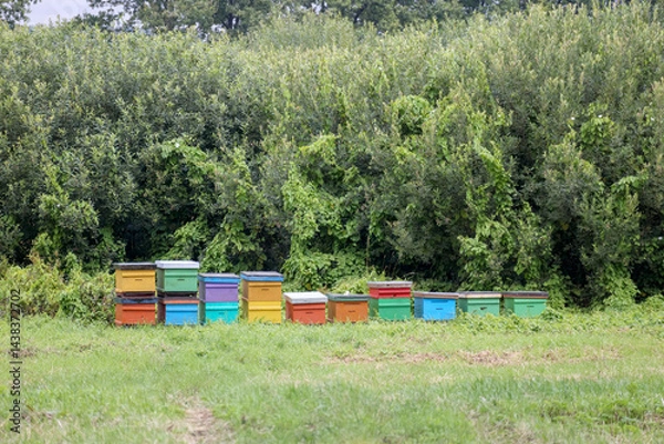 Fototapeta 
several colorful beehives placed in the green grass at the edge of the forest.