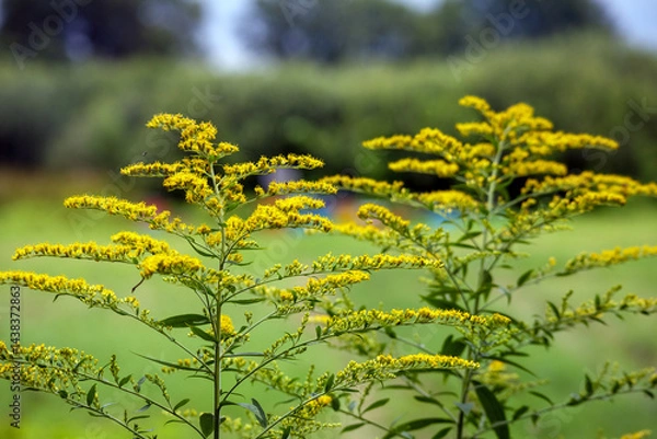 Fototapeta 
two flowering plants with tiny, bright yellow flowers on green stems and leaves, with a blurred green landscape in the background.