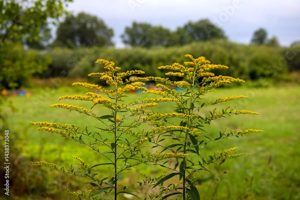 Fototapeta 
two flowering plants with tiny, bright yellow flowers on green stems and leaves, with a blurred green landscape in the background.
