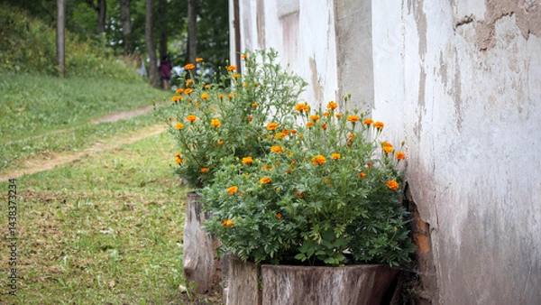 Fototapeta Two flower pots with bright orange marigold flowers planted in tree trunks are placed along the light wall of the building, while in front there is a green lawn with an avenue of trees.