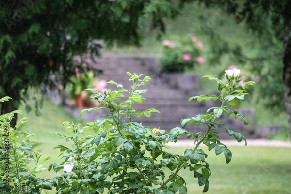 Fototapeta 
Green plants with white flower buds in the foreground, and in the background, blurred stone stairs with pink flowers and greenery.