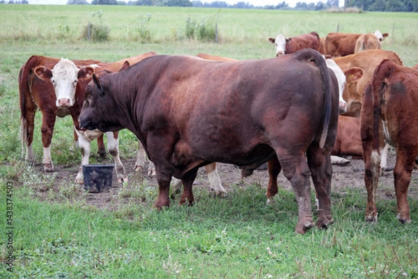 Fototapeta 
A herd of brown and reddish-brown cattle with white heads grazing in a green field.