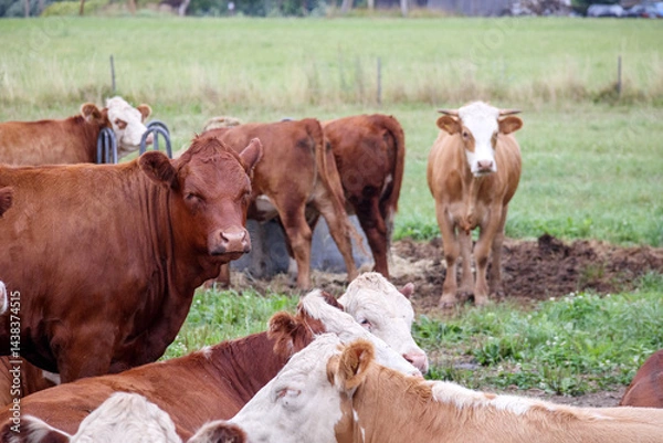 Fototapeta 
A herd of cattle of various brown and white colors, located in a field with grass and a small muddy area.