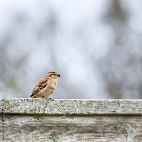 Fototapeta Female house sparrow (Passer domesticus) photographed close-up with a corn grain in its beak against a blurry background and soft morning light