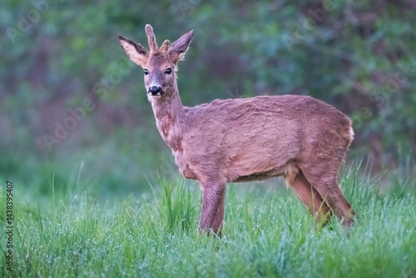 Fototapeta Curious Roe deer.