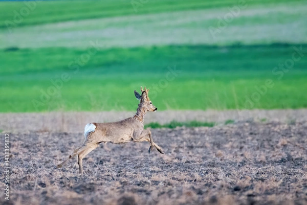 Fototapeta Jumping roebuck