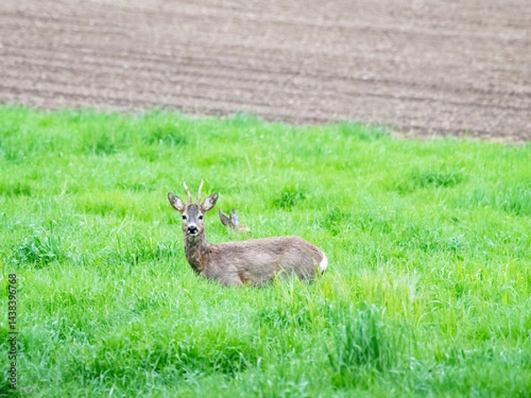 Fototapeta Buck deer with roe-deer in a clearing