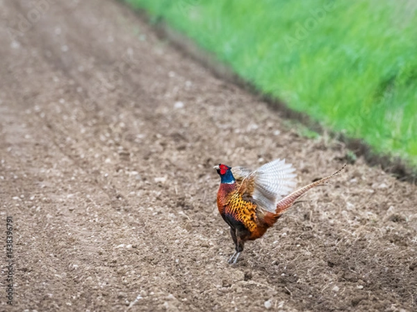 Fototapeta A pheasant spreads its wings in a rural field with blurred trees in the background, showcasing wildlife in its natural habitat.