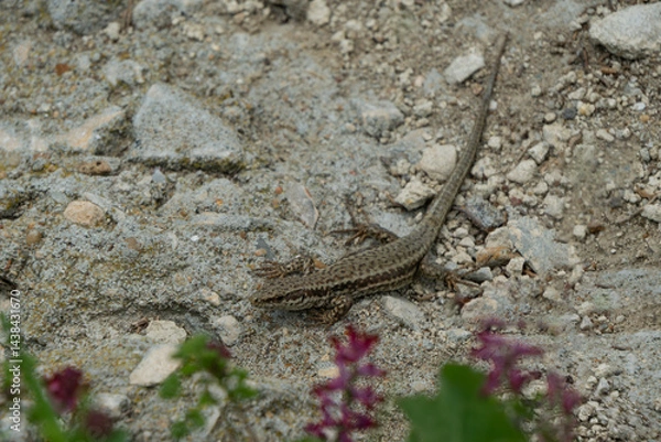 Fototapeta Small, agile lizard, with striped markings, rests on a sun-drenched, rocky surface amidst sparse vegetation