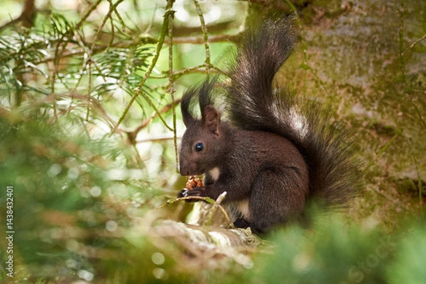 Obraz Eurasian red squirrel eating walnuts (Sciurus vulgaris)