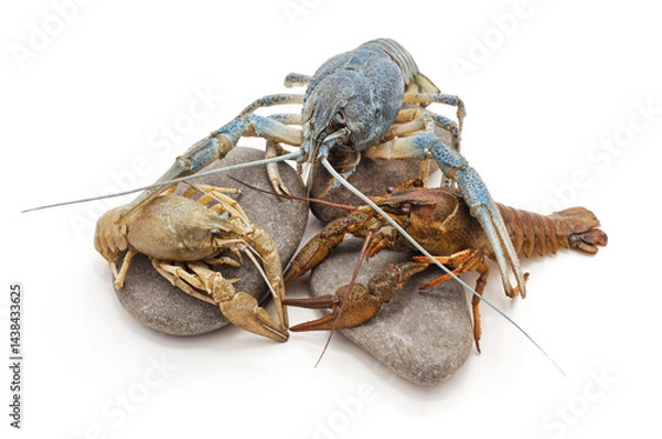 Obraz Three colored crayfish.