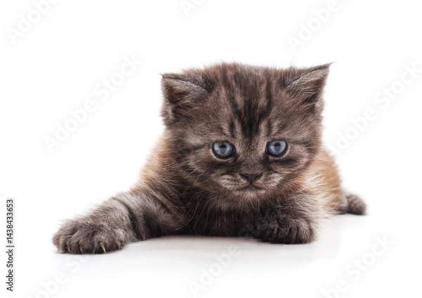 Obraz Gray kitten lying down.