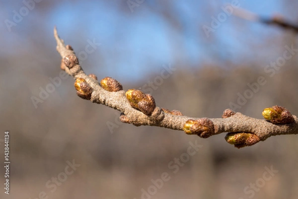 Obraz sea ​​buckthorn branch with buds in spring