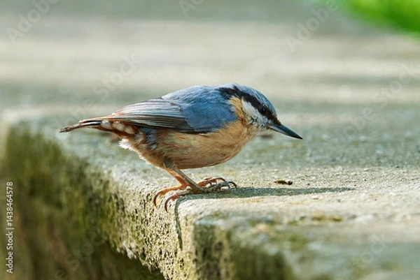 Obraz Eurasian nuthatch bird feeding with insects ( Sitta europaea )