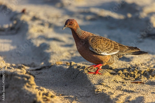 Obraz A colorful wild pigeon wandered along the beach on an early sunny morning