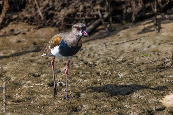 Fototapeta A long-legged bird walks along the mangrove roots during low tide