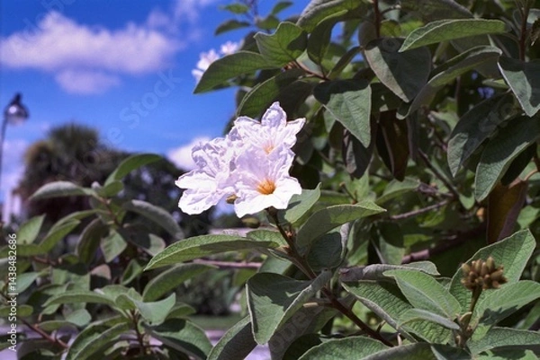 Obraz Cordia boissieri - Texas Wild Olive Blooming

