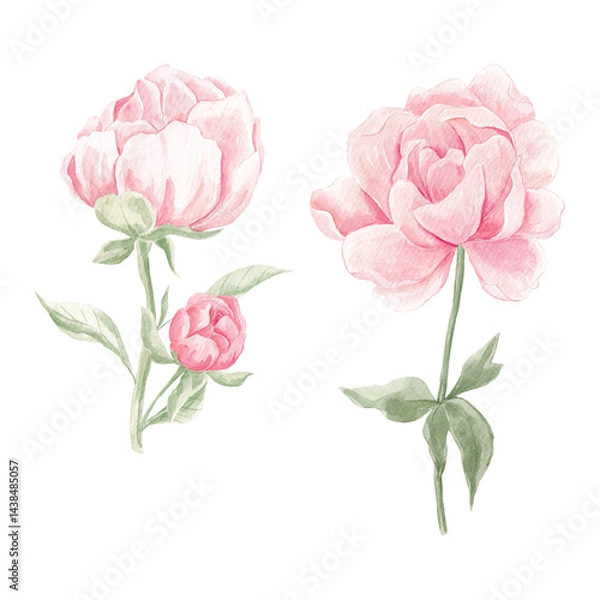 Fototapeta Watercolor Peonies, Png clipart, Peony flowers clipart, Romantic, Spring floral clipart, Wedding invite card, Blush Peony, Pink