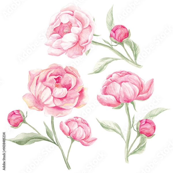 Fototapeta Watercolor Peonies, Png clipart, Peony flowers clipart, Romantic, Spring floral clipart, Wedding invite card, Blush Peony, Pink