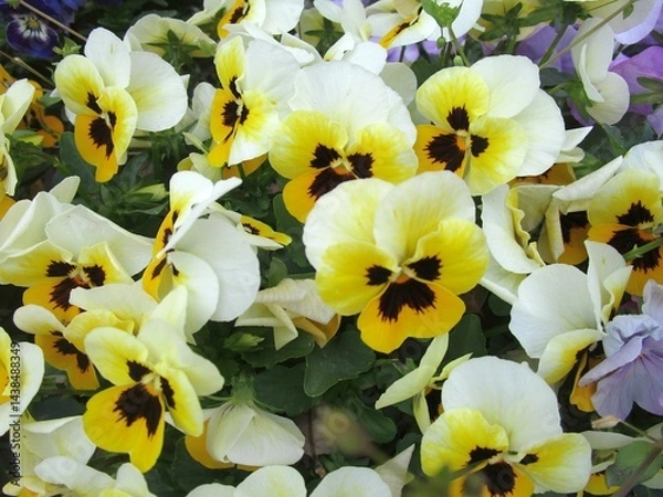 Obraz クリーム色のパンジーの花のアップ