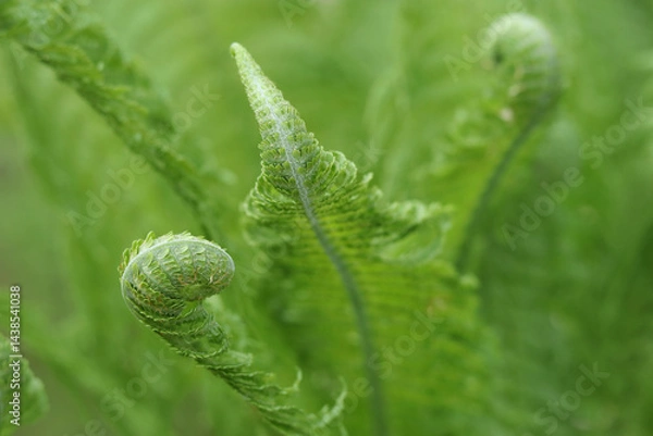 Fototapeta Young green fern leaves unfolding in spring, fresh natural texture background.