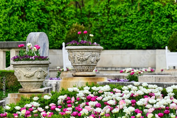Obraz Tulip flowers in stone vases,Volksgarten public park springtime,Vienna,Austria