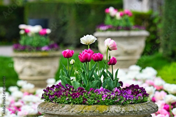 Obraz Tulip flowers in stone vases,Volksgarten public park springtime,Vienna