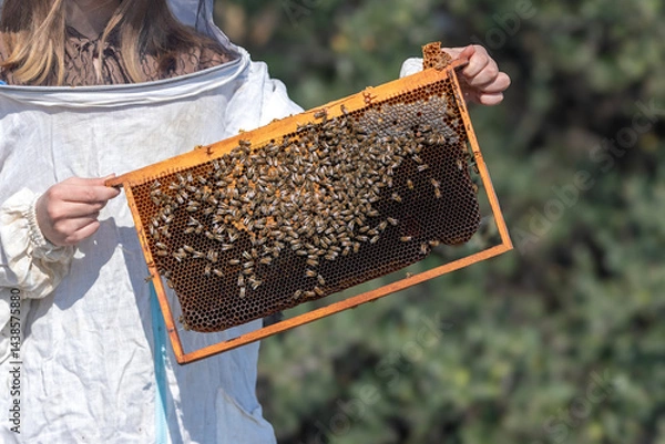 Fototapeta A beekeeper woman shows off her beehive. Beekeeping (or apiculture) is the maintenance of bee colonies, commonly in artificial beehives. Honey bees in the genus Apis are the most commonly kept species