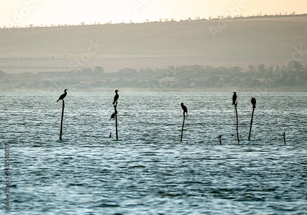Fototapeta Several cormorants sit on vertical poles sticking out of the water. The silhouettes of cormorants stand out well against the background of the sea and the opposite shore.