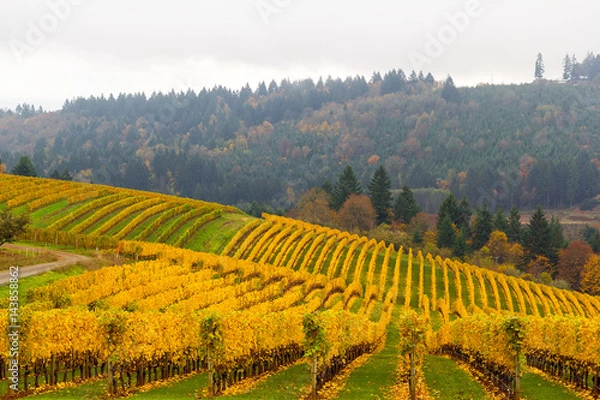 Obraz Fall Colors at Vineyard in Dundee Oregon