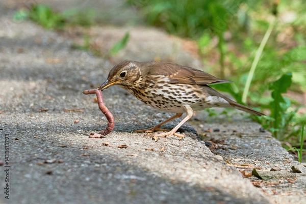 Obraz Song Thrush bird eating worms ( Turdus Philomelos ) 