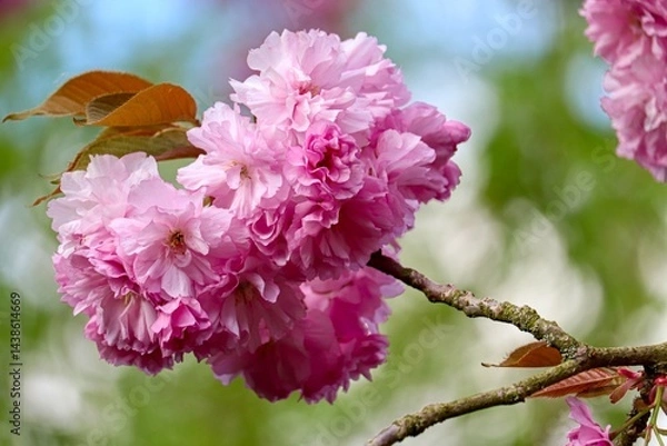 Obraz rosa Kirschblüte im Frühling