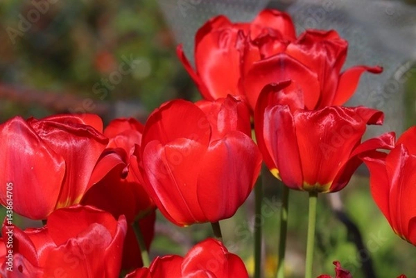 Obraz rote Tulpen im Garten