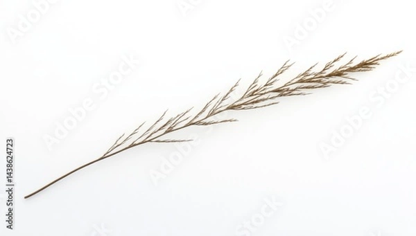 Fototapeta Dried grass stem on white background