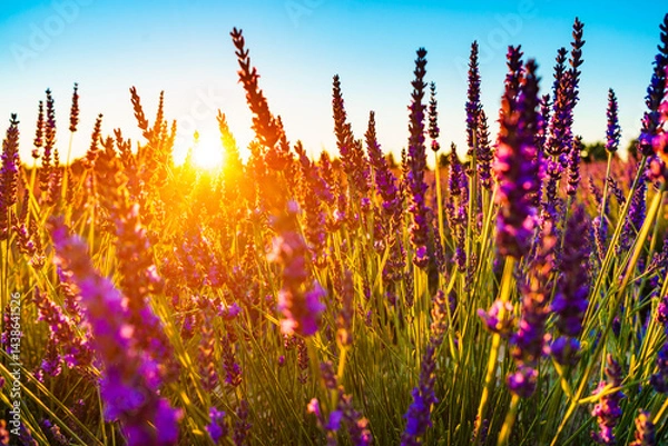 Obraz Lavender field at sunset light
