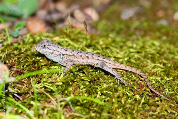 Fototapeta Fence Lizard (Sceloporus undulatus)