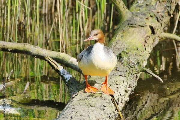 Fototapeta female common merganser on a fallen tree in the river, lit by the spring sun, Dolina Cybiny protected area, Poznań