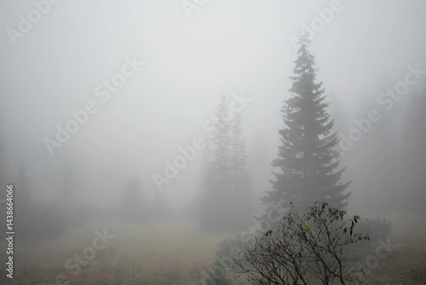 Obraz Mountain forest in fog, Zakopane, Poland. Pine trees in fog, mountain landscape,  tatra national park, nature landscape outdoor. Misty foggy mountain landscape with fir forest and copyspace.