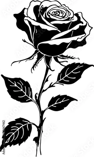 Fototapeta black graphic drawing of a rose flower on a white background, isolated element, decor