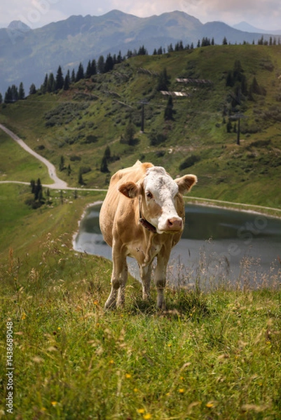 Fototapeta Vertical Portrait of Alpine Standing Cow with Landscape View in Austria. Beautiful Domestic Cattle during Sunny Day in Europe.