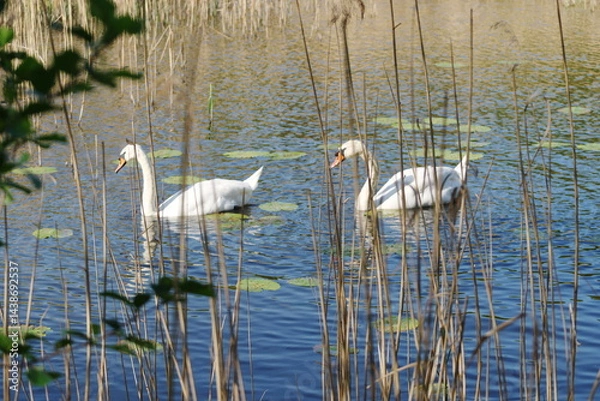Fototapeta a pair of swans swimming on the river in the setting spring sun, Dolina Cybiny protected area, Poznań