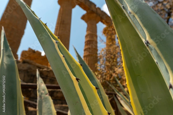 Fototapeta Greek temple of juno in the archaeological area of ​​agrigento. Sicily, Italy. Low angle, cactus branches in foreground, selective focus