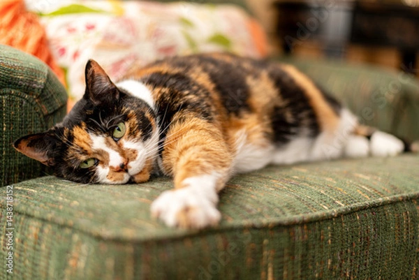 Fototapeta pretty calico cat resting on green chair looking at camera