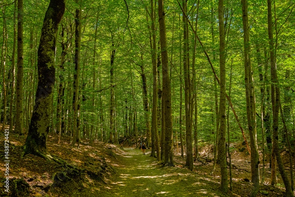 Obraz Hikers walking through the forest in the Ordesa and Monte Perdido Natural Park in Huesca, Aragon, Spain, Europe